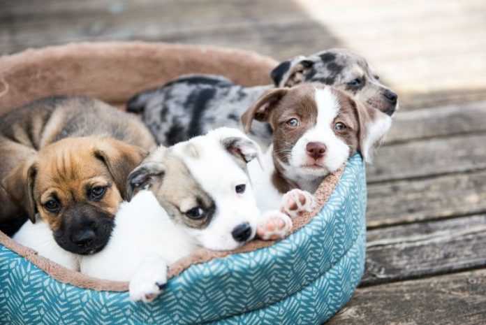 puppies