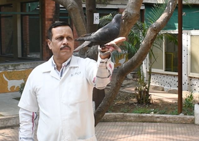 chinese spy pigeon