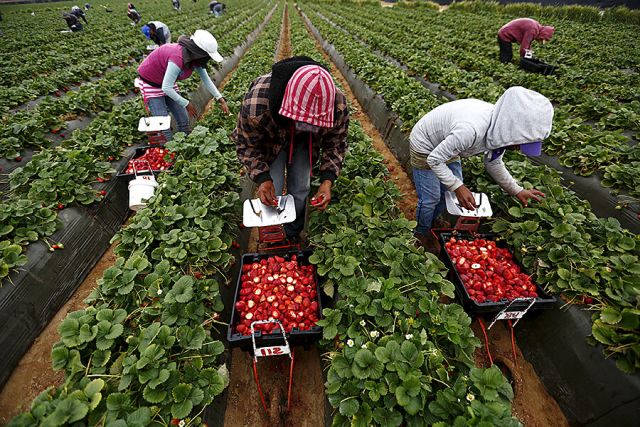 mexican migrant workers